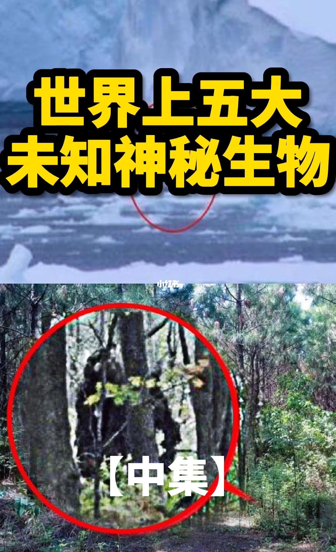 伊洛纳 探秘伊洛纳：神秘世界的惊人秘密！