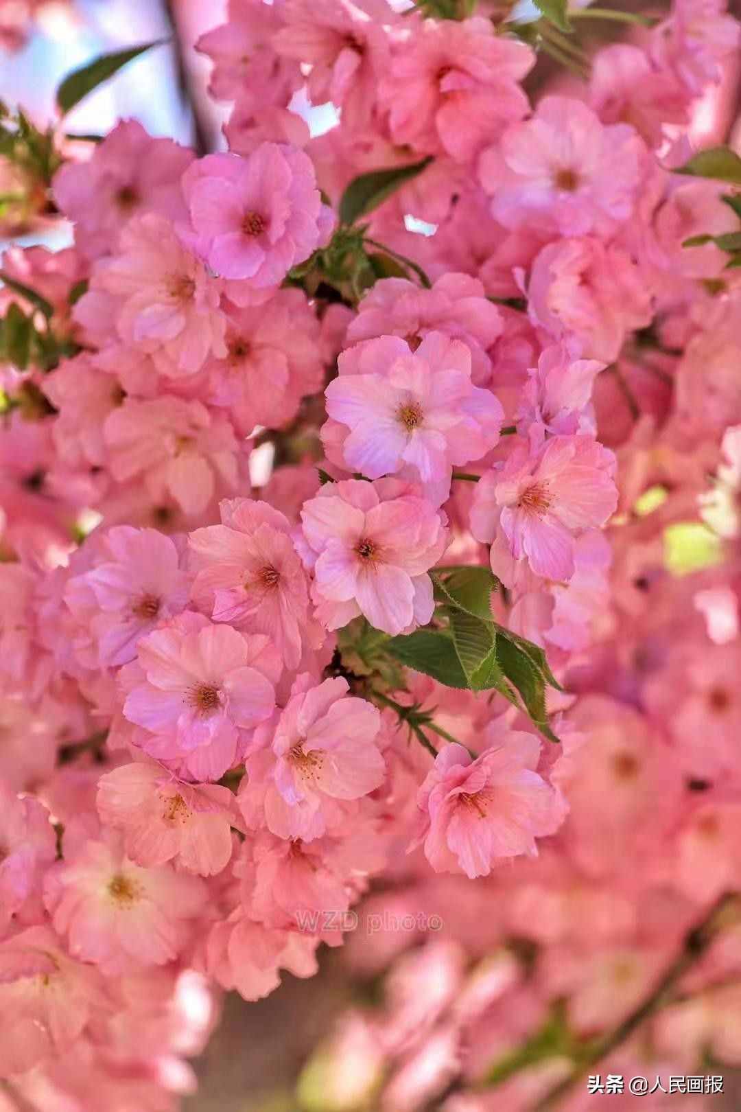 樱花scg6781s 价格_樱花价格表2019_樱花scg-6661g