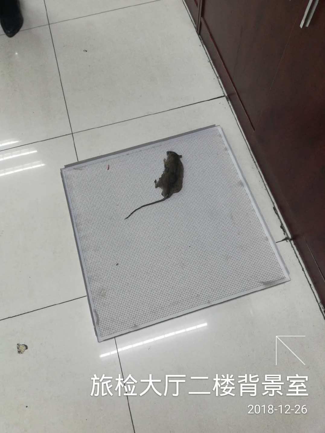 灭鼠行动：互联网公司全面调查与准备
