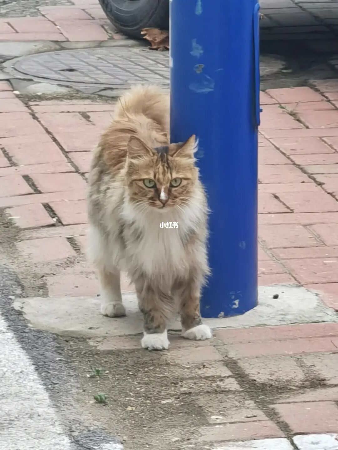 猫酷酷的头像_酷酷猫_猫酷酷的名字