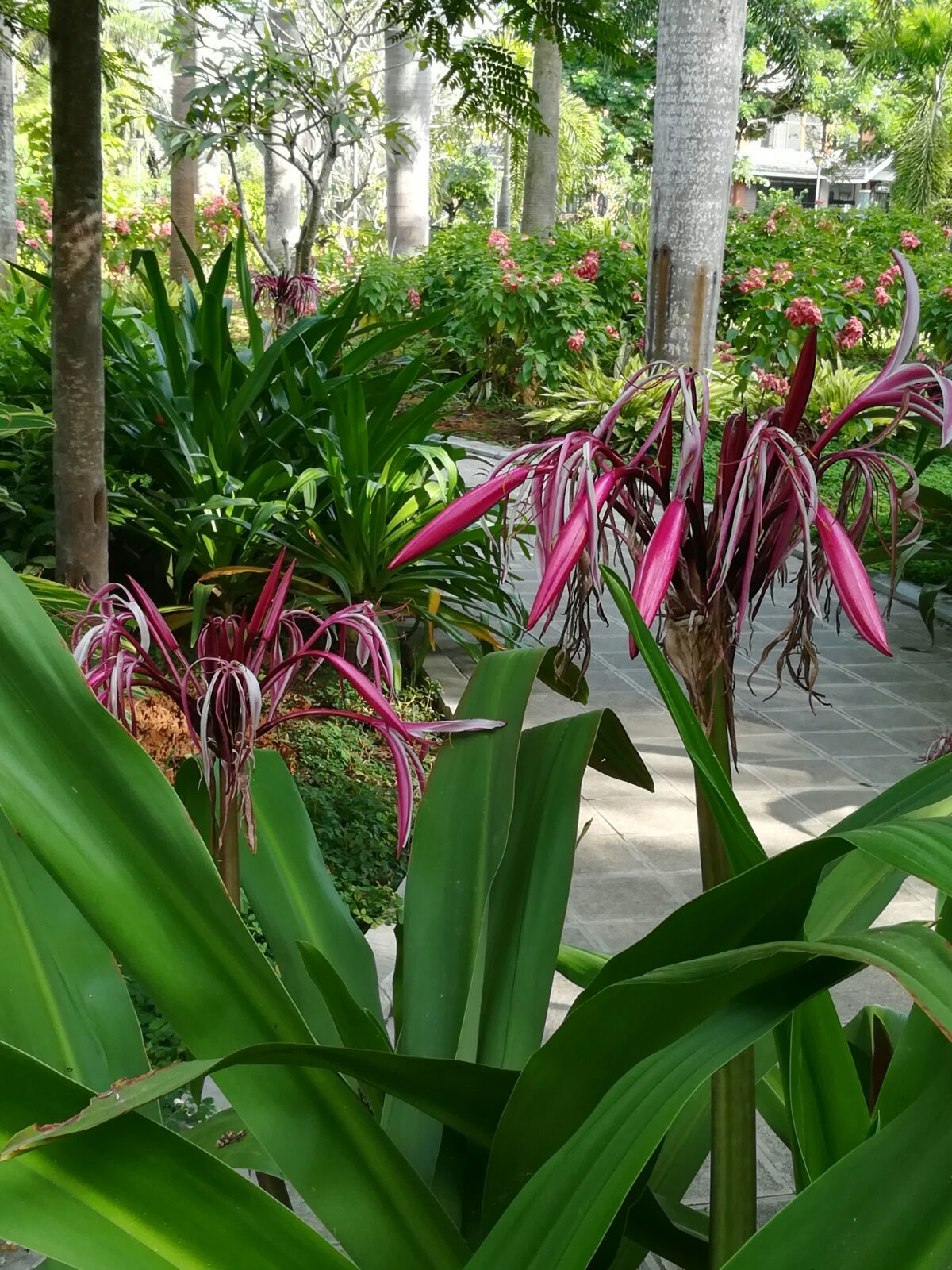 塞西莉亚花采集地点_塞西莉亚花在哪采集_塞西莉亚花哪里采