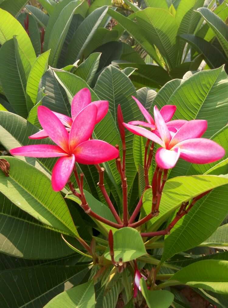 塞西莉亚花采集地点_塞西莉亚花哪里采_塞西莉亚花在哪采集