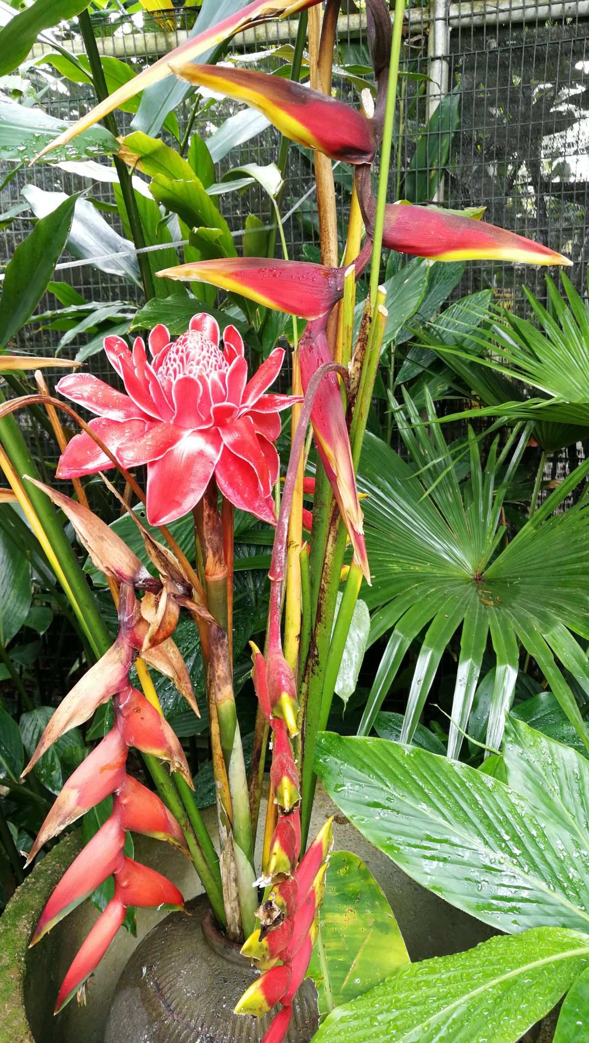 塞西莉亚花采集地点_塞西莉亚花在哪采集_塞西莉亚花哪里采