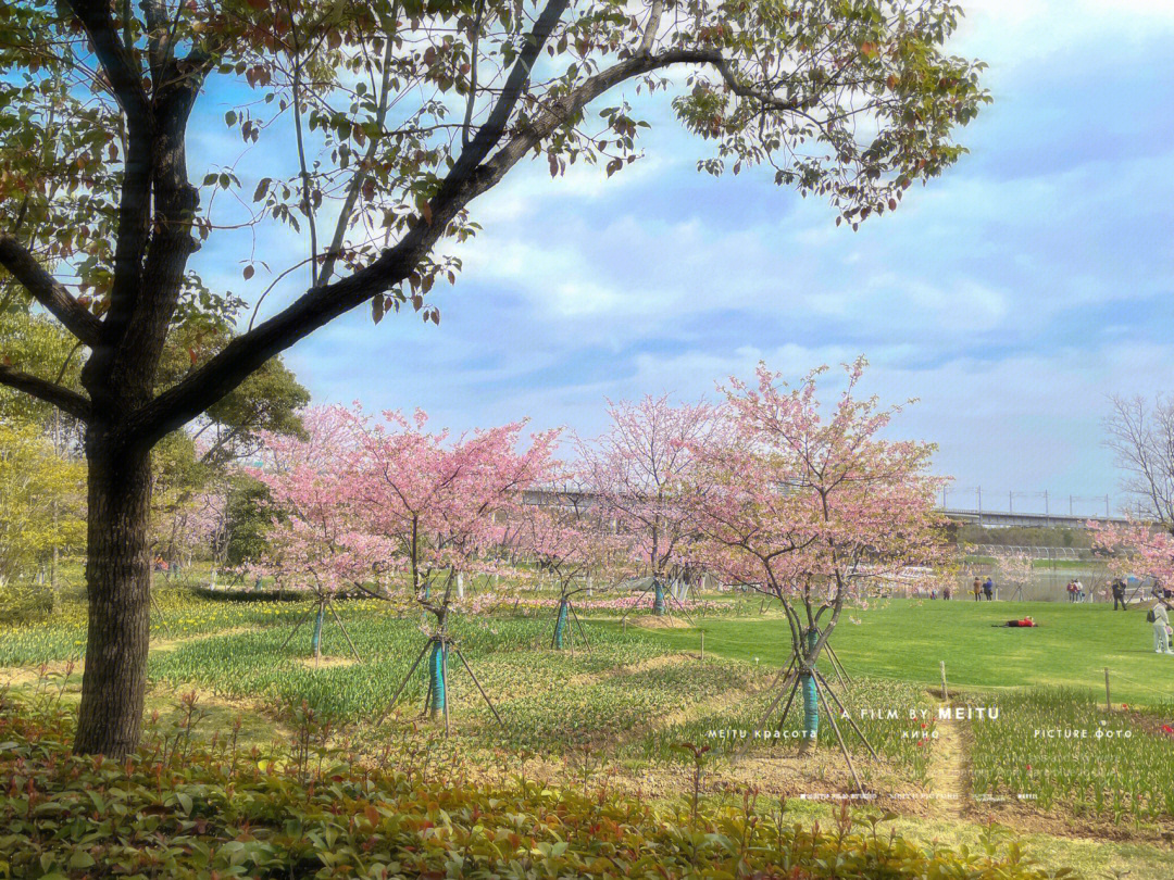 三位公主的樱花校园恋_樱花校园_王的校园樱花劫