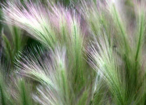 马尾草图片_中草药马尾草图片_马尾草图片功效