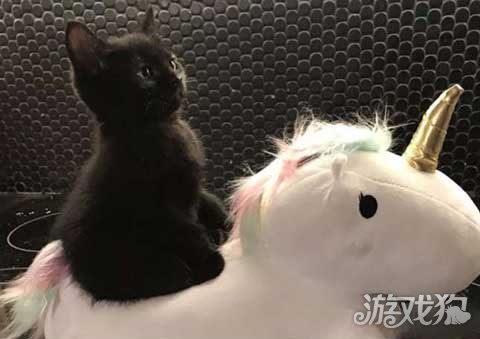 小狗玩耍视频大全_不能动小狗手机游戏视频_小狗好玩的视频