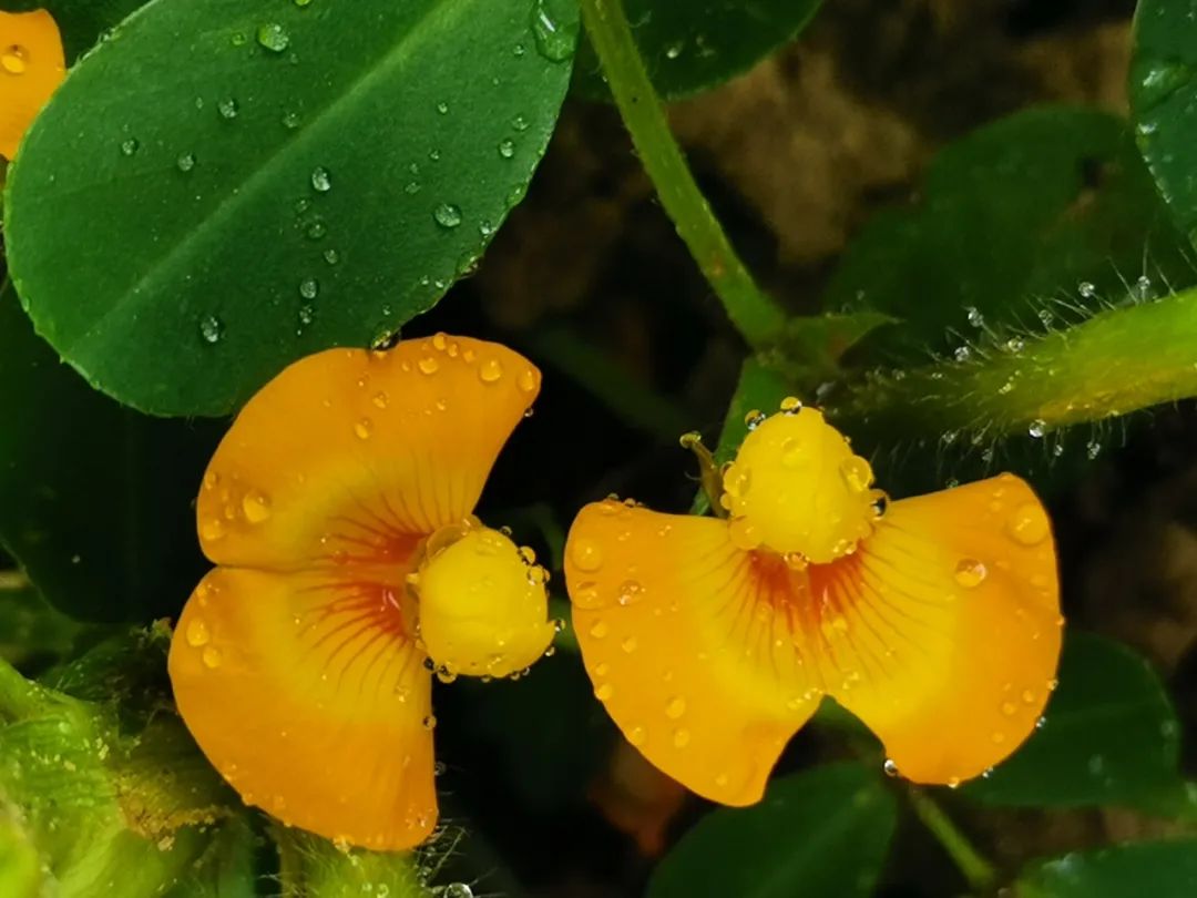 黄梅时节什么意思_黄梅时节_黄梅时节雨小说作品