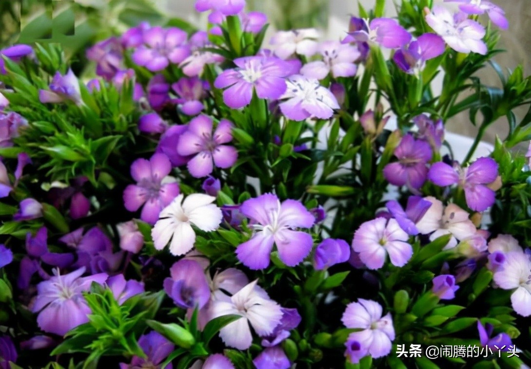 异度之刃2梅勒芙_梅勒芙_梅勒芙异刃搭配