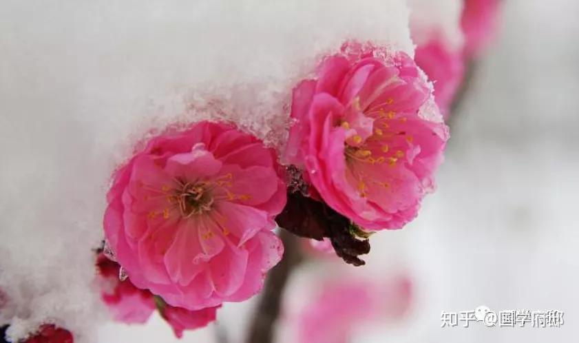 甲斐田树里_皆川纯子和甲斐田雪的合照_甲斐田雪